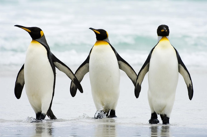 Penguins