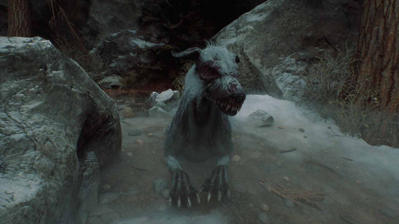 A mongrel dog with long fangs is crouched along pale soil with rocks to either side.
