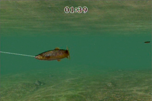 Reel Fishing Challenge (Wii) image