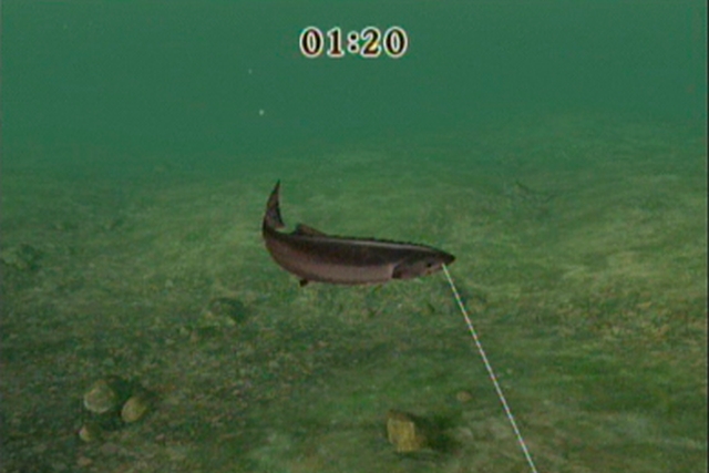 Reel Fishing Challenge (Wii) image