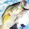Top Angler: Real Bass Fishing (XSX) game cover art