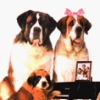 Beethoven: The Ultimate Canine Caper (XSX) game cover art