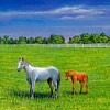 Thoroughbred Breeder (XSX) game cover art