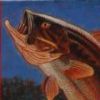 TNN Bass Tournament of Champions artwork