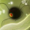 Botanicula (XSX) game cover art
