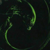 Alien 3 artwork