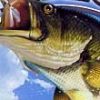 American Bass Challenge (XSX) game cover art