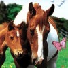 Horsez artwork