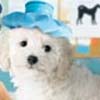 Petz Vet artwork
