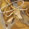 Stampede artwork