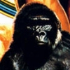Tarzan (XSX) game cover art
