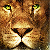 The Chronicles of Narnia: The Lion, The Witch and The Wardrobe (XSX) game cover art