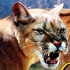 Cabela's Big Game Hunter (XSX) game cover art
