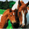 Horsez (XSX) game cover art