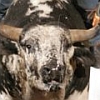 Pro Bull Riders: Out of the Chute artwork