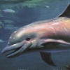 Ecco the Dolphin: Defender of the Future (Dreamcast)