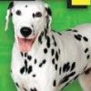 Animal Planet: Emergency Vets (XSX) game cover art