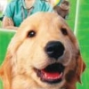 Animal Planet: Vet Collection (XSX) game cover art
