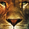 The Chronicles of Narnia: The Lion, The Witch and The Wardrobe (XSX) game cover art