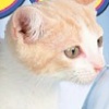 Catz artwork