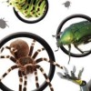 Clever Kids: Creepy Crawlies artwork