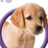 Clever Kids: Pet Store (XSX) game cover art