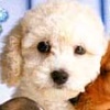 Casual Series 2980: Petz Dogz artwork