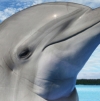 Discovery Kids: Dolphin Discovery (XSX) game cover art