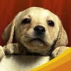 Discovery Kids: Puppy Playtime (XSX) game cover art