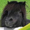 Discovery Kids: Pony Paradise (XSX) game cover art