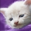 Discovery Kids: Kitten Corner (XSX) game cover art