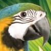Discovery Kids: Parrot Pals artwork