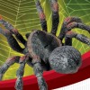 Discovery Kids: Spider Quest (XSX) game cover art