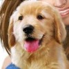 Dreamer Series: Puppy Trainer (XSX) game cover art