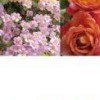 DS:Style Series: Hana Saku DS Gardening Life (XSX) game cover art