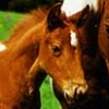 Casual Series 2980: Petz Horsez artwork