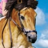 Horse Life (XSX) game cover art