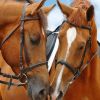 I Love Horses (XSX) game cover art