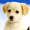 I Love Dogs! My Cute Puppies artwork
