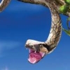 I'm A Celebrity... Get Me Out of Here! (XSX) game cover art