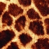 Jambo! Safari: Animal Rescue artwork
