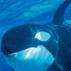 Kokoro ga Uruou Birei Aquarium DS: Kujira - Iruka - Penguin (XSX) game cover art