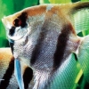 Kokoro ga Uruou Birei Aquarium DS: Tetra - Guppy - Angelfish (XSX) game cover art