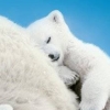 Little Bears (XSX) game cover art