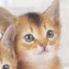 Love Cat Life (XSX) game cover art