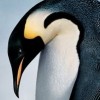 March of the Penguins artwork
