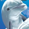 My Pet Dolphin (XSX) game cover art