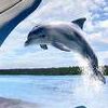 My Pet Dolphin 2 (XSX) game cover art