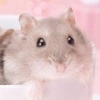 Motto! Hamster to Kurasou: Akachan ga Umareta yo (XSX) game cover art