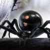 My Dangerous Pet Spider (XSX) game cover art